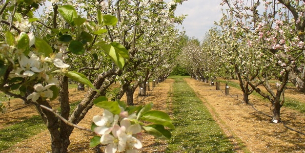 Fakıbaba'yı hayran bırakan proje! Köylere dönüş başlattı