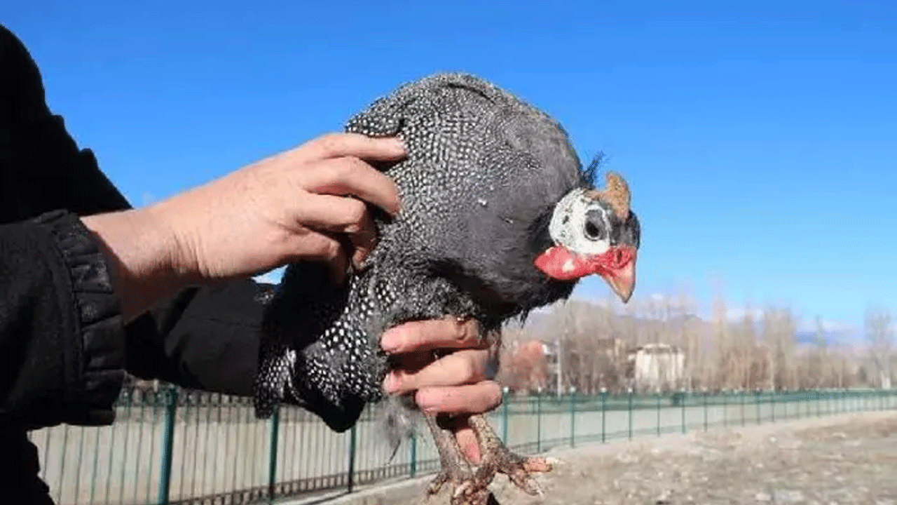 Falezlerden düşen tavuğu kurtardı! Şimdi ayrılmaz bir ikili oldular!