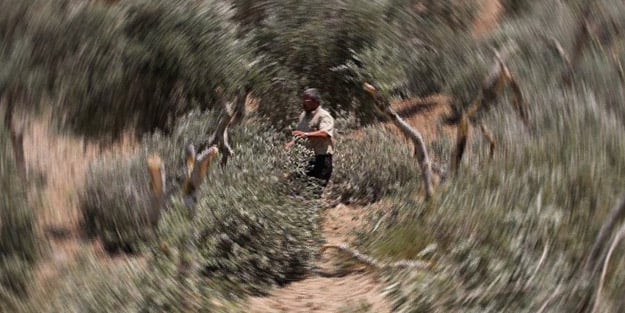 Fanatik Yahudilerden zeytin ağacı katliamı