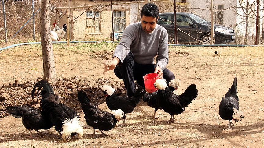 Fanatikliğin böylesi... Tavukları bile siyah beyaz!