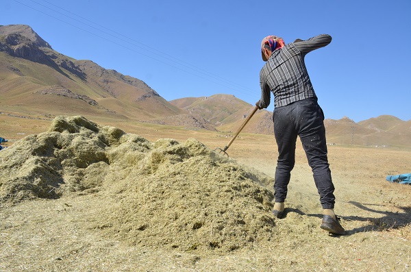 Faraşin Yaylası'nda kış hazırlıkları