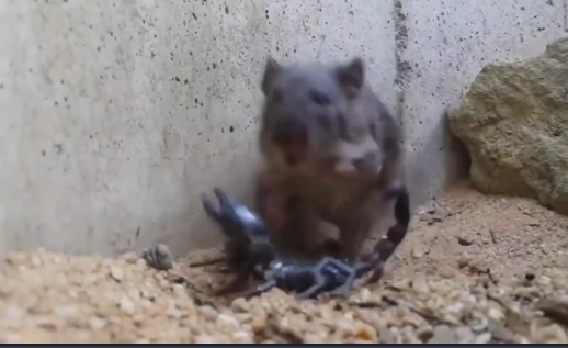 Fare ile akrebin inanılmaz mücadelesi! Sosyal medya yıkıldı