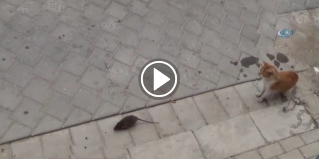 Fare kediye kafa tuttu!