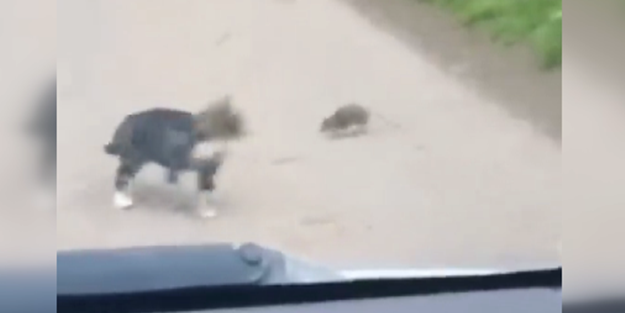 Fare kediyi kovaladı! Görenler gözlerine inanamadı..