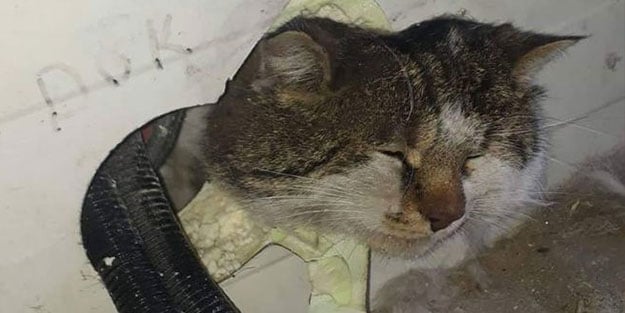 Fare kovalarken başı sıkıştı