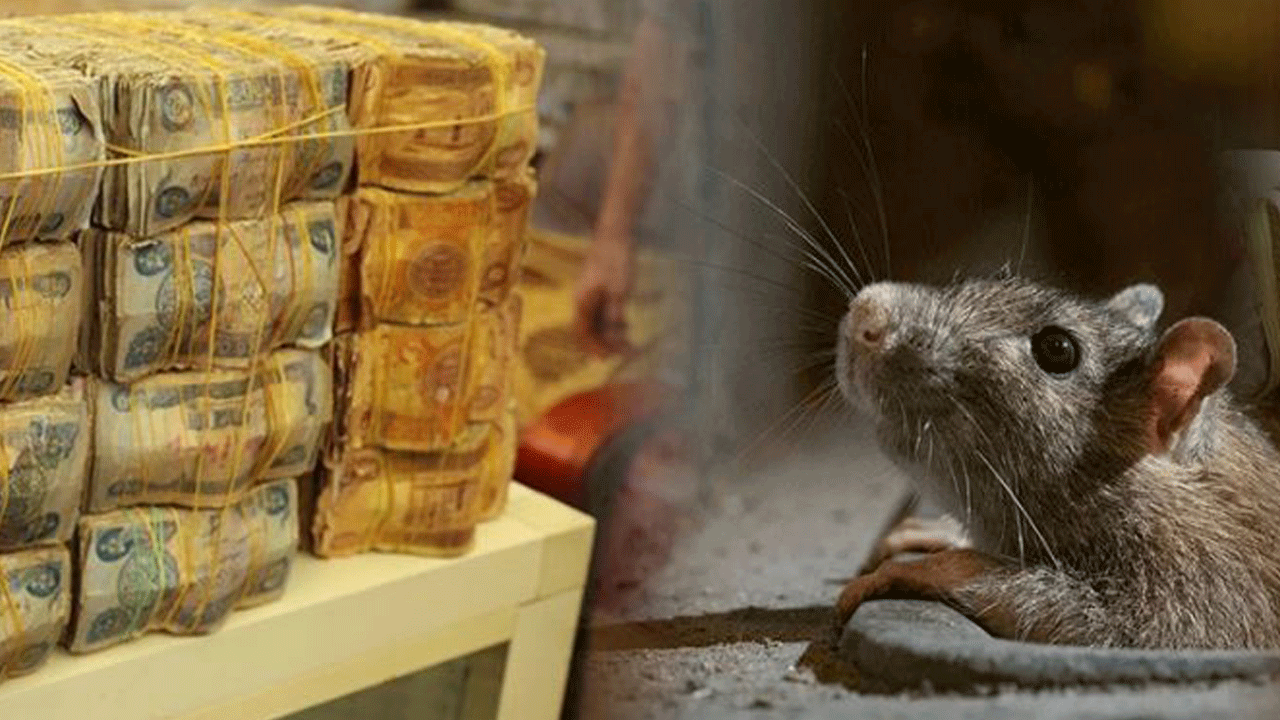 'Fareler 62 trilyonu yedi' iddiası Irak’ı karıştırdı!