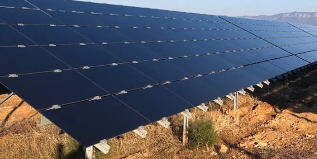 Fareler güneş tarlalarına zarar verdi