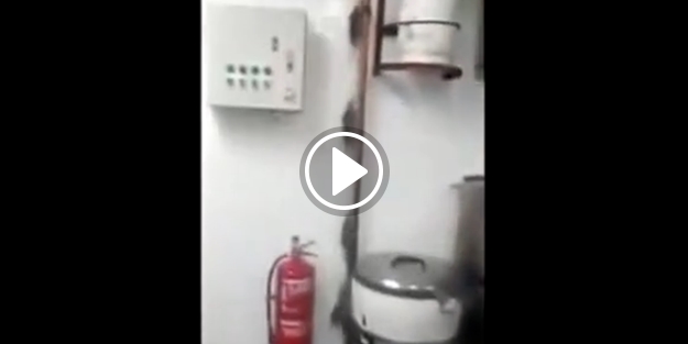 Fareler mutfağı istila etti!