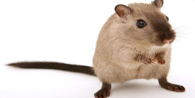 Farelerde ömrü yüzde 25 uzatabilecek ilaç bulundu!