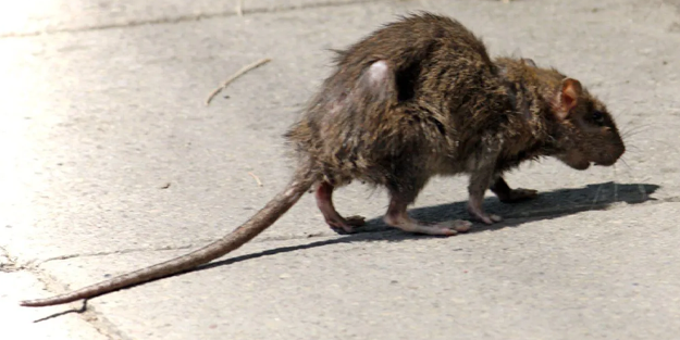 Farelerden insanlara zıplıyor, beynin içini sarıyor!