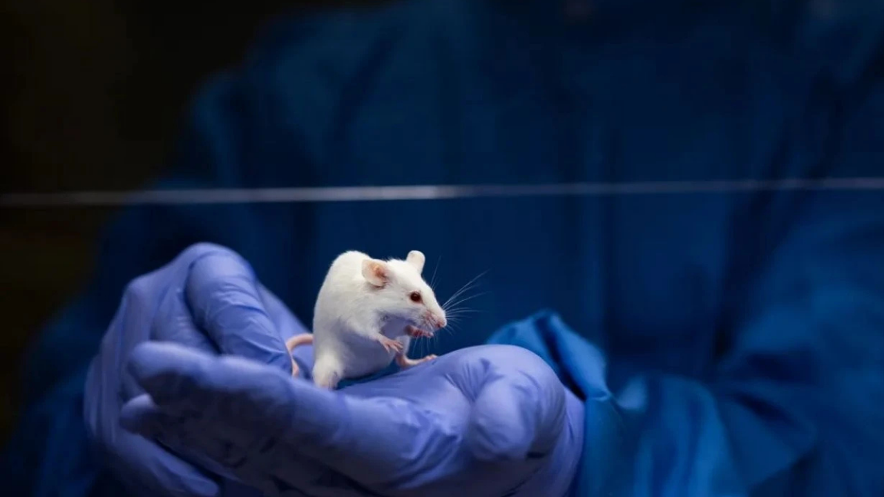 Farelere insan dili geni eklendi: Konuşmaya bir adım daha mı yaklaştılar?