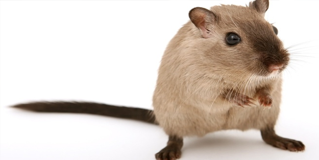 Farelere yasal hak: Sebepsiz öldürene hapis cezası!