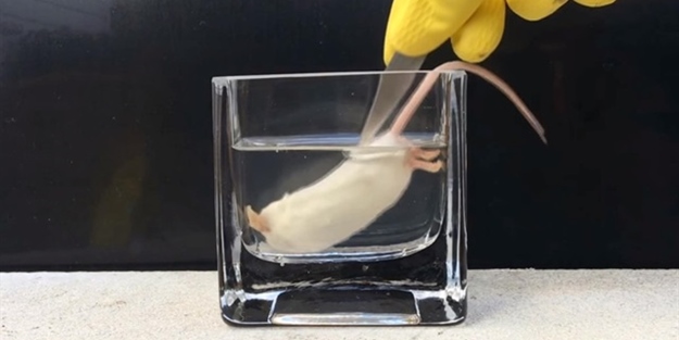 Fareyi mide asitine koyunca bakın neler oluyor!