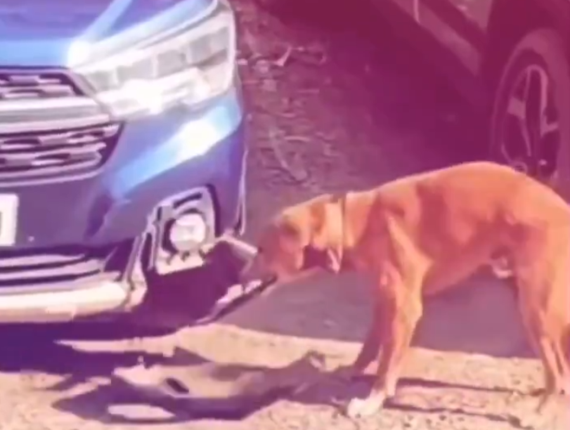 Fareyi yakalamak isterken arabayı hurdaya çevirdi! İnatçı köpeğin av tutkusu araç sahibine pahalıya patladı!