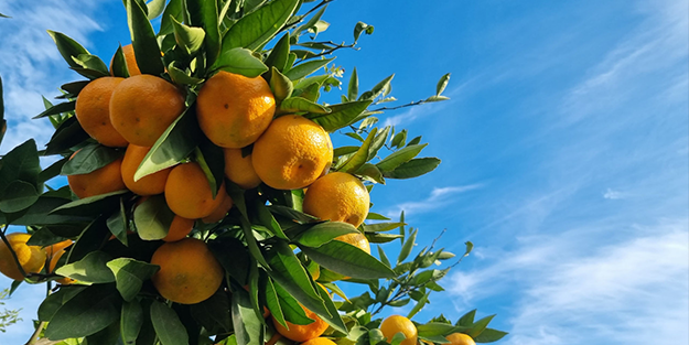 Fas ve Mısır pahalı geldi! Rusya, Türkiye'den o ürünü almaya başladı... Tonlarca aldılar, hala da istiyorlar