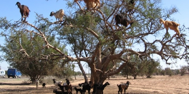 Bu ağacın meyvesi keçiler!../VİDEO