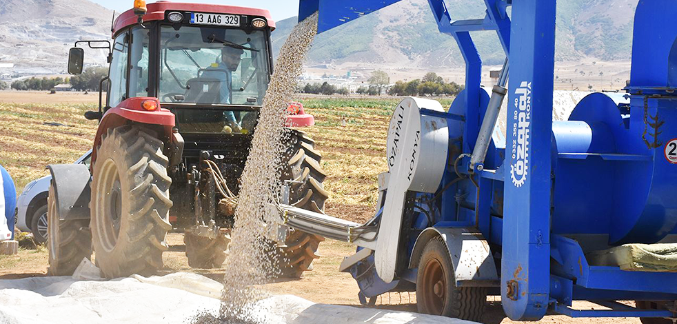 Fasulye hasadı çiftçinin yüzünü güldürdü! Bu yıl rekoltenin 40 bin ton olması bekleniyor