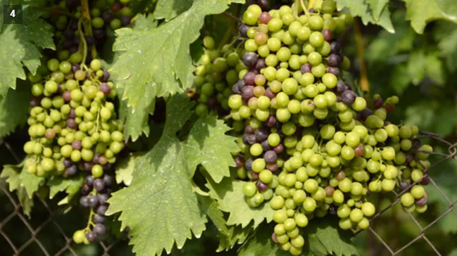 Fatih Sultan Mehmet'in tarihe geçen içeceği! Her tanesinde ayrı bir şifa var