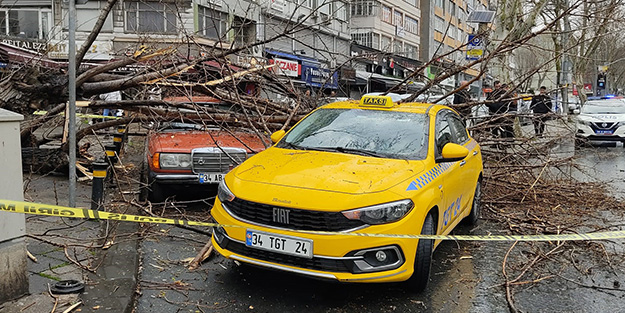 Fatih’te asırlık ağaç otomobillerin üzerine devrildi