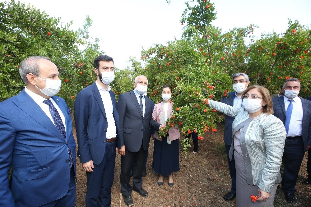 Fatma Şahin’den Oğuzeli nar bahçelerine ziyaret 