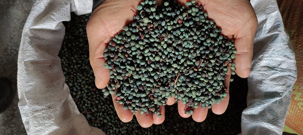 Faydaları saymakla bitmez! Gram gram çıkarılıyor kilosu cep yakıyor