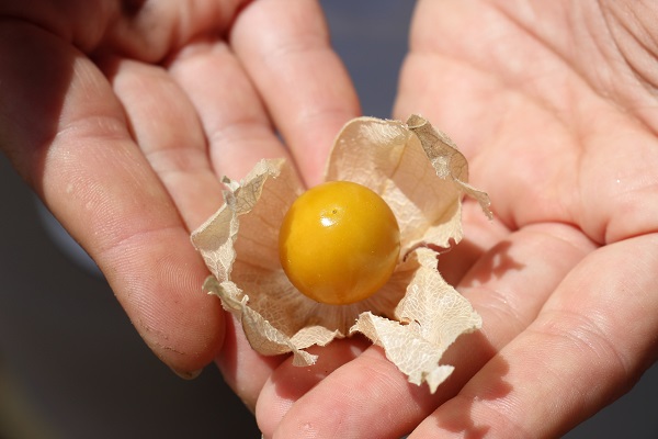 Faydaları saymakla bitmiyor! 250 gramı 50 TL'ye satılıyor