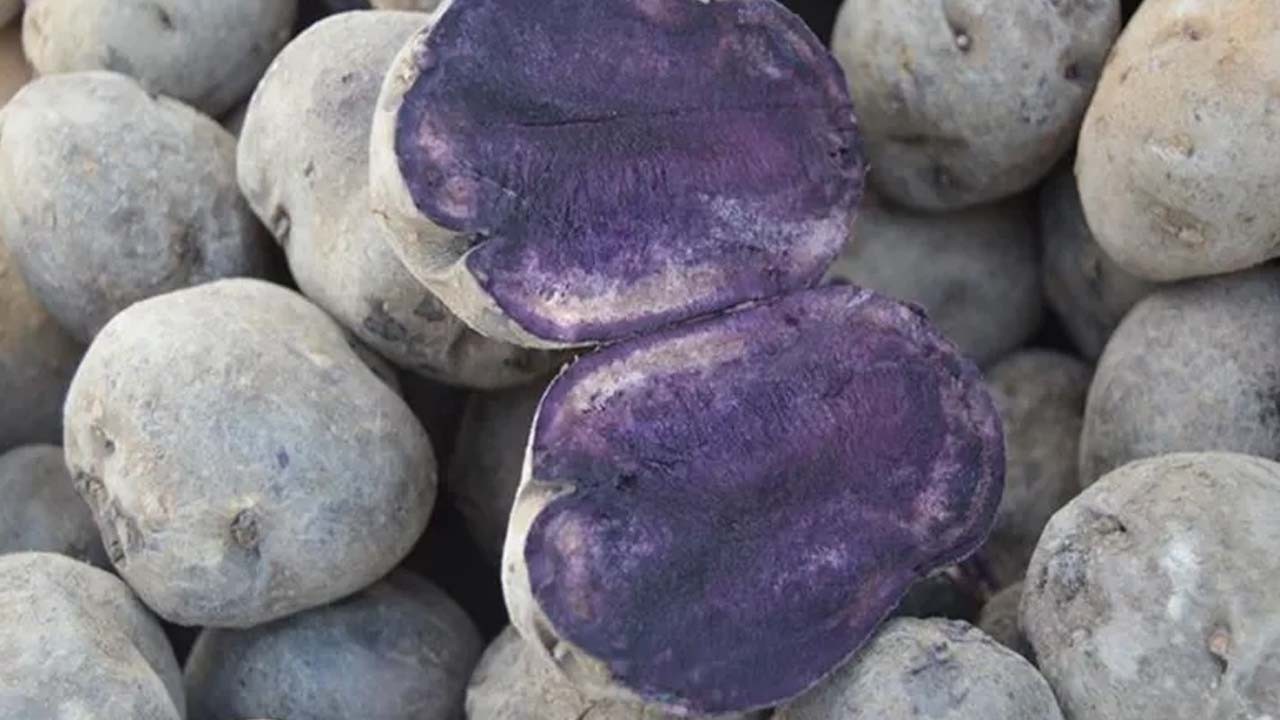 Faydaları saymakla bitmiyor! Bağışıklığı güçlendiren mor patates