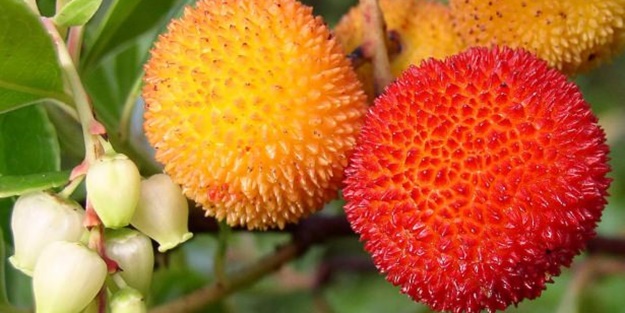 Faydaları saymakla bitmiyor! - FOTO