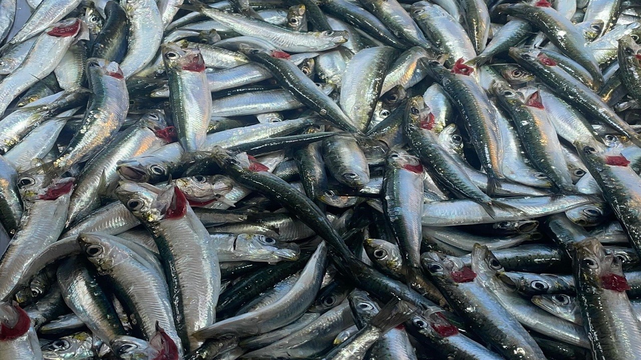 Faydaları saymakla bitmiyor! Haftada 2 kez tüketen kazanıyor!