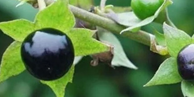 Faydaları saymakla bitmiyor: Ispanağa benzetip tüketenler hastanelik oluyor!