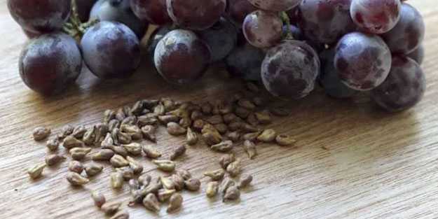 Faydalarıyla şaşırtıyor: Üzüm çekirdeğinin inanılmaz faydaları