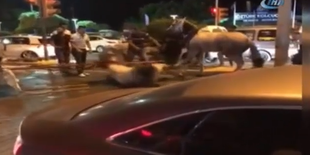 Faytona koşulan at, yolun ortasında yere yığıldı! Hayvanseverler tepkili