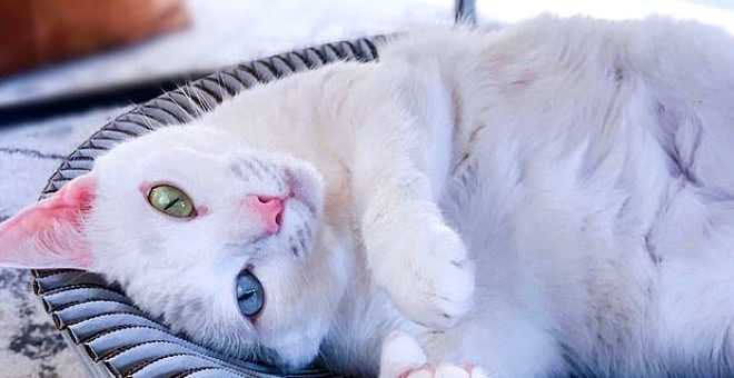 Fazla parmakları olduğu için sokağa atılan kedi internet fenomeni oldu