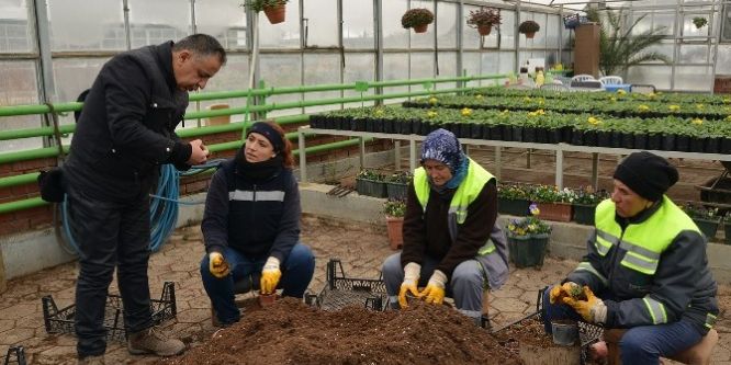 Seralarında yetiştirilen çiçekler Eskişehir’i renklendirmeyi bekliyor