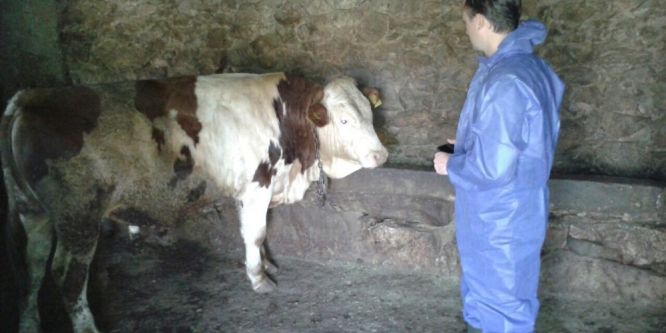 Bitlis’te damızlık boğa tespiti