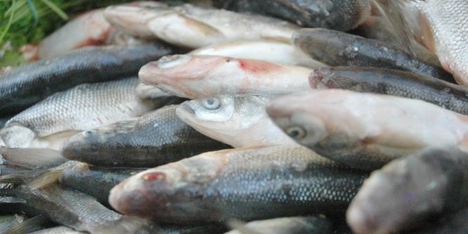 Tezgâhlarda ‘İnci Kefali’ bereketi