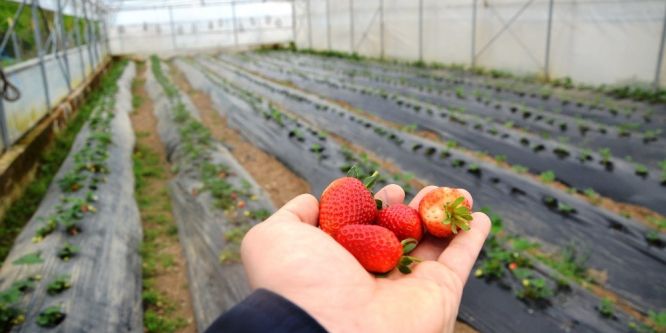 Ordu’da çilek üretimi yüz güldürdü