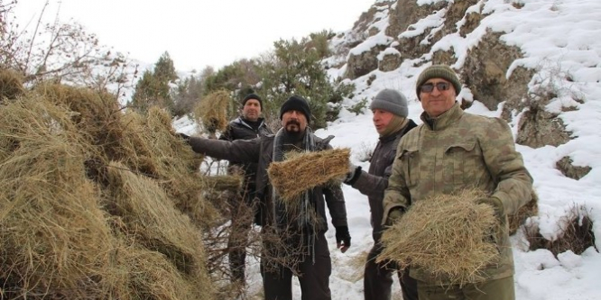 Yaban keçiler için dağlara ot bıraktılar