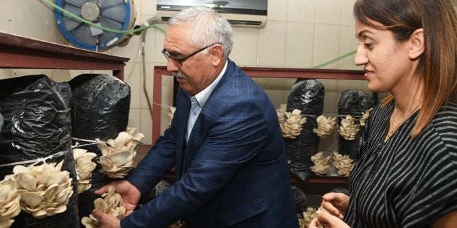 Kurs sonunda istiridye mantarı hasadı yapıldı
