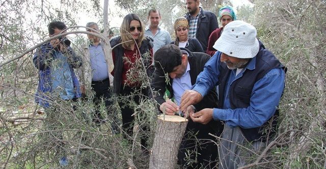 15 bin zeytin ağacı aşılanacak
