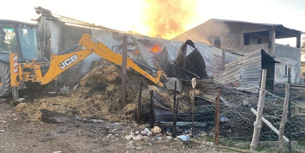 Feci olay: 6 inek yanarak telef oldu