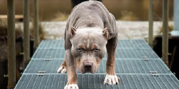 Feci olay! İki pitbull 3 aylık bebeği parçaladı