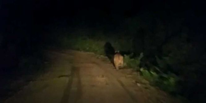 Ayı, köy yolunda önüne çıkan aracı taşladı