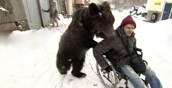 Felç olan bakıcısına bakıcılık yapan ayı gündem oldu! İşte gözlerinize inanamayacağınız görüntüler