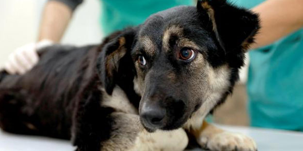 Felç olan sevimli köpek 'Şanslı', Mersin'de şifa bulacak