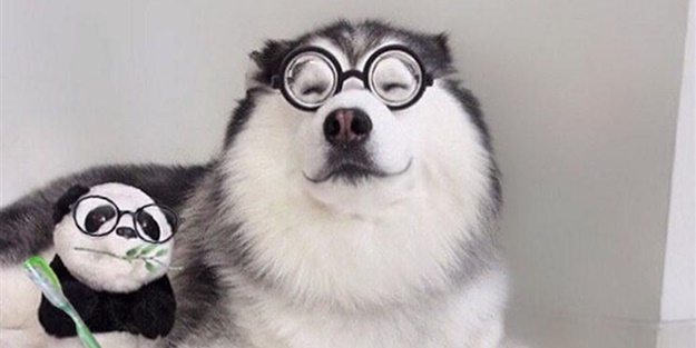 Fenomen köpek Maru pandalara bayılıyor!