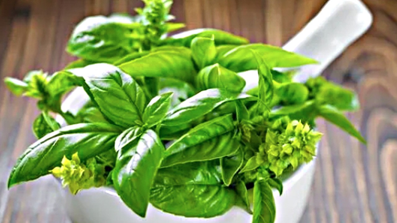 Fesleğen en iyisi: Duyan satın aldı! Herkes şaştı kaldı!