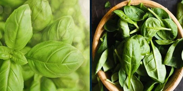 Fesleğen nasıl yetiştirilir?