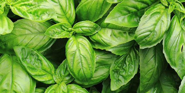 Fesleğenin 6 önemli faydası!