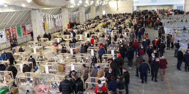 Festivalde 10 bine yakın güvercin sergilendi